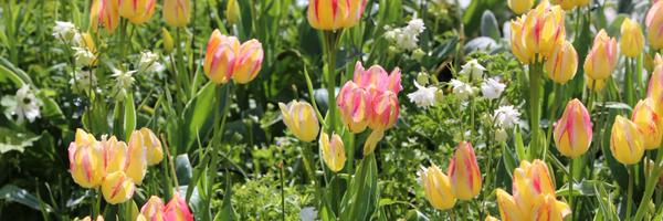 lucbocahut Profile Banner