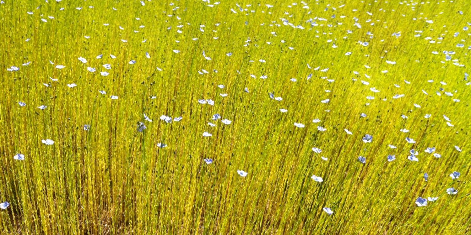 Hélène Sauvage banner