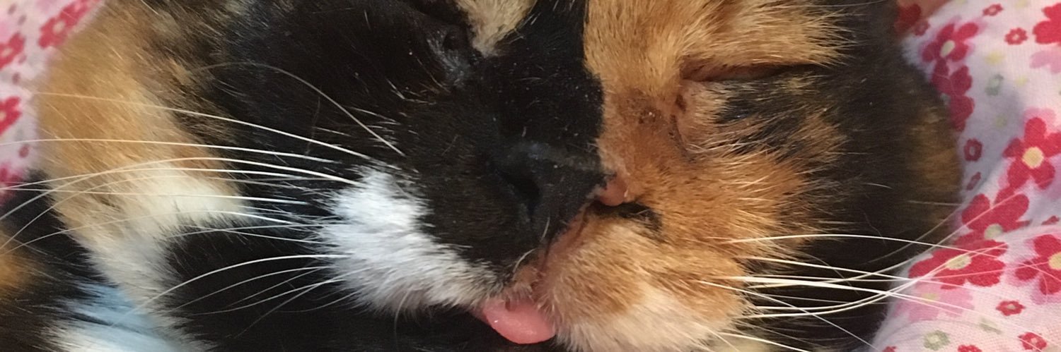 thinkingboutbee's profile banner image