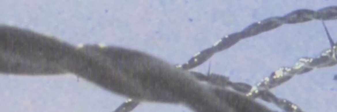 alby. banner