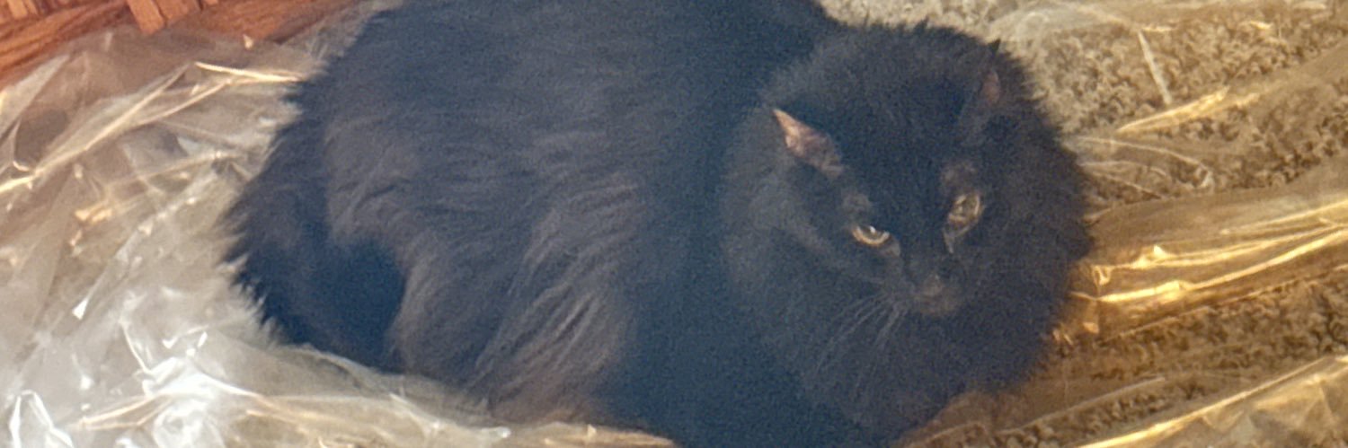 LilBedframe's profile banner image