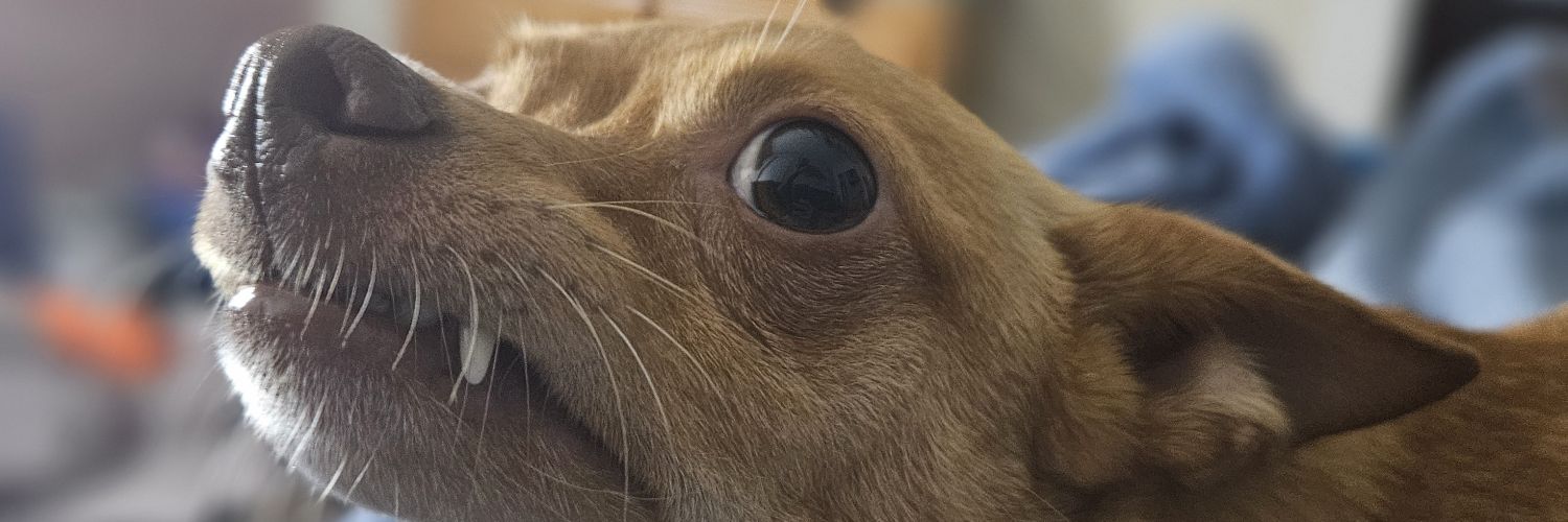 DeeBalboa's profile banner image