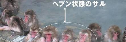 HotSpringMonkey's profile banner image