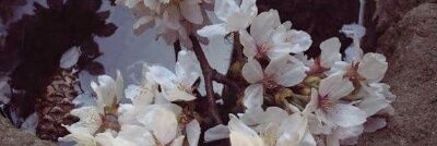 shayloves808's profile banner image