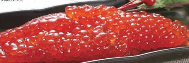 すじこ🐟🔴 banner