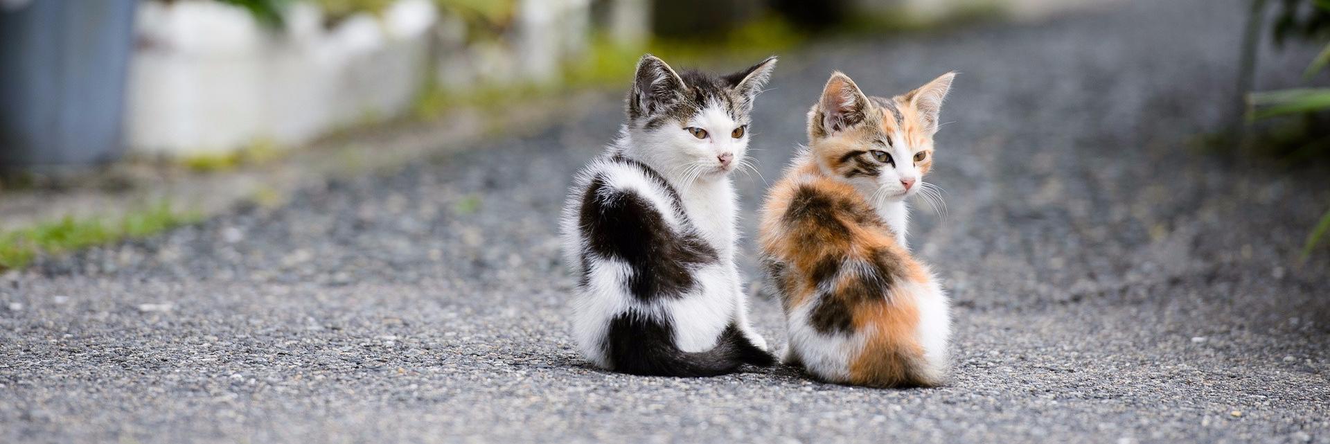 Feline Fundas banner