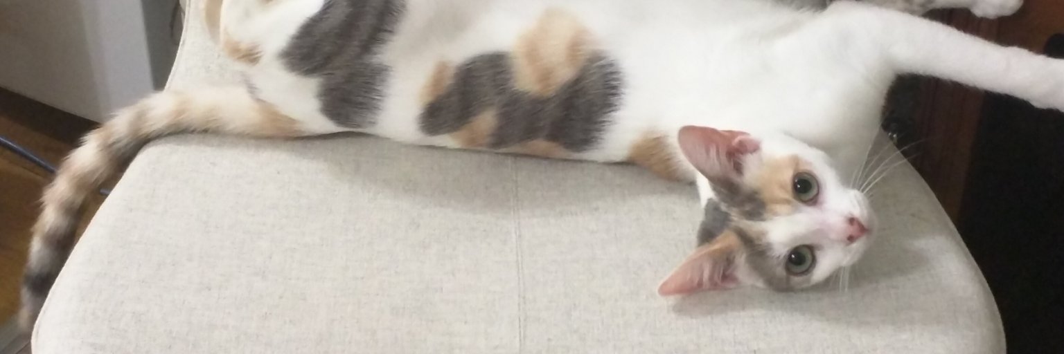 _charlatan's profile banner image