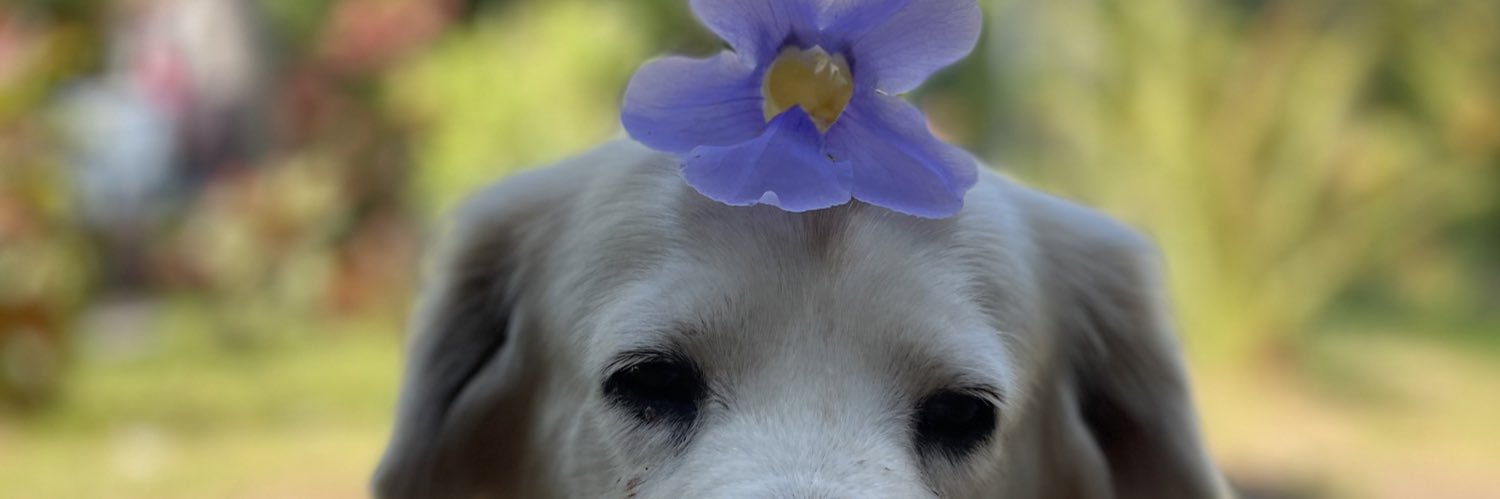 IriSantaamaria's profile banner image
