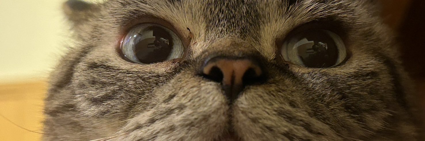 nekodesyo1's profile banner image