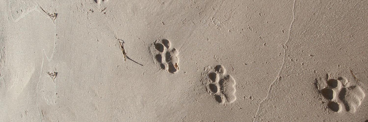 DustyFootprints's profile banner image