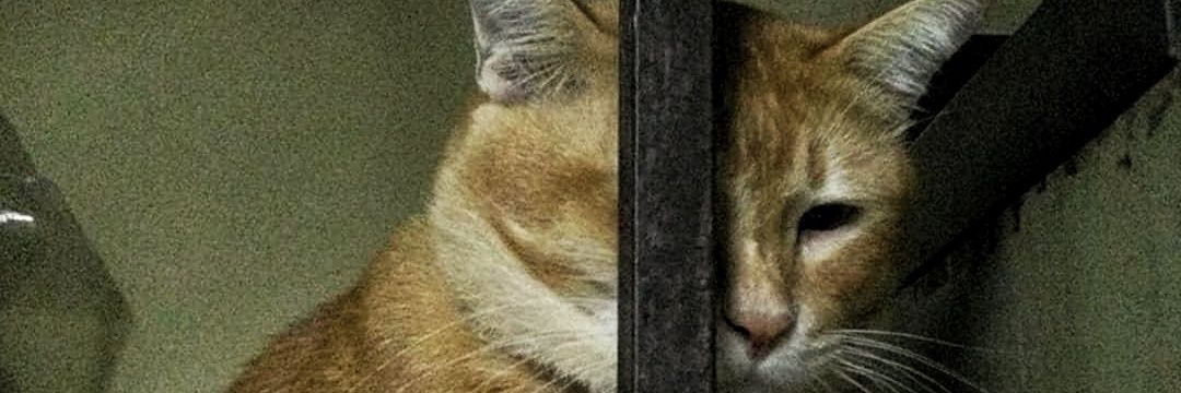 comenub's profile banner image