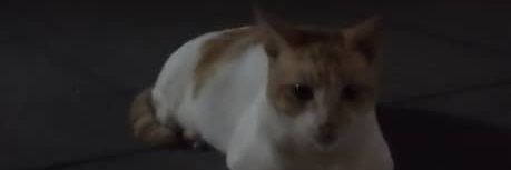 CicutPelik's profile banner image