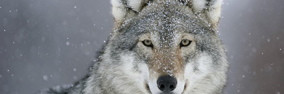 ChaudryMahrukh's profile banner image