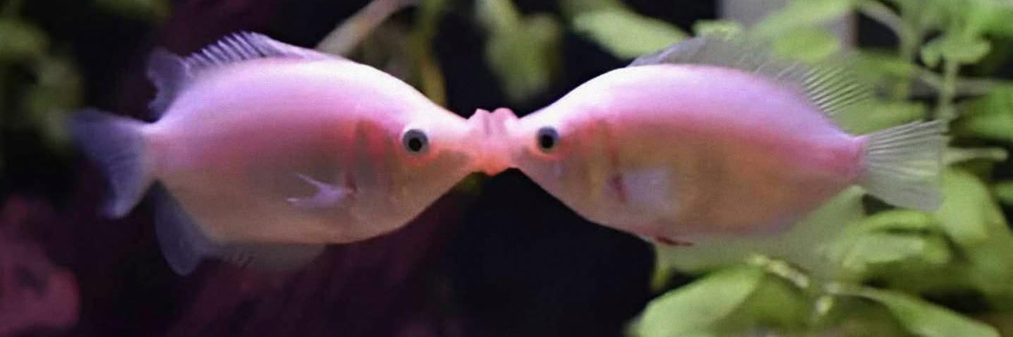 sorryimemii's profile banner image