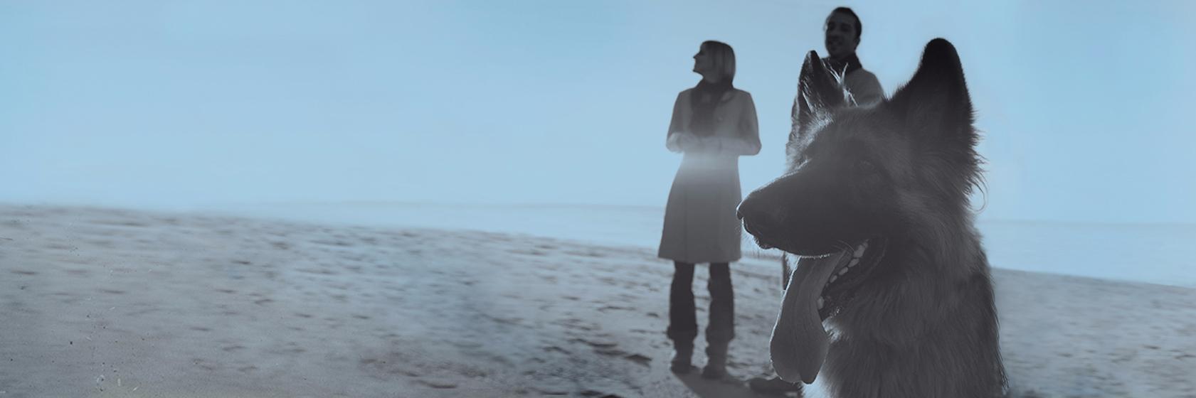 heartdiamondpet's profile banner image
