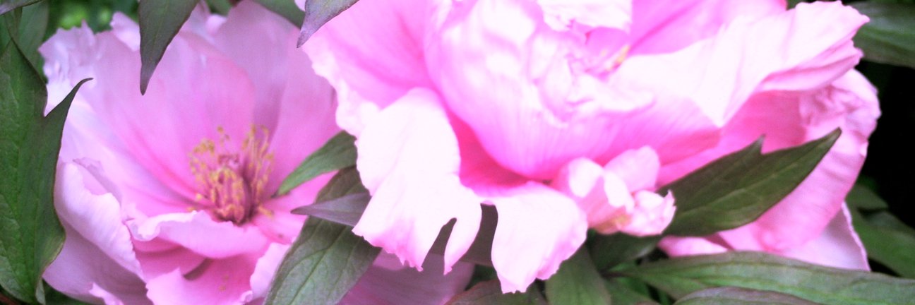 Cassyham's profile banner image
