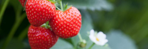 AngusSoftFruits Profile Banner