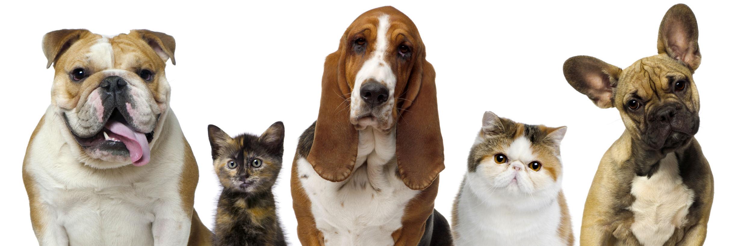 whiskersclaws's profile banner image