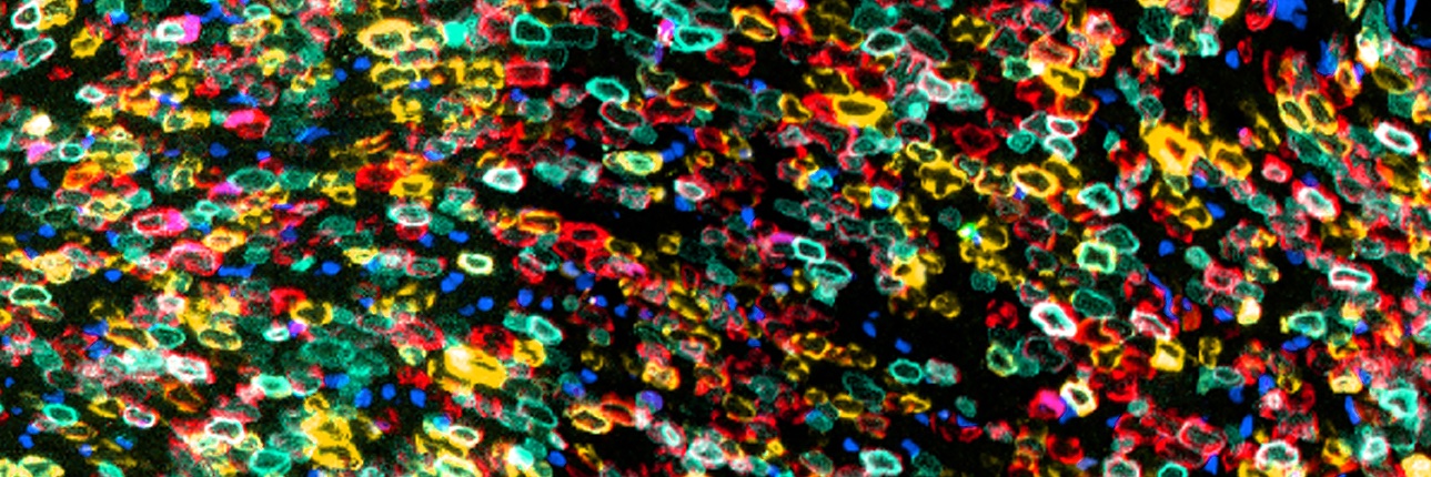 UCL Laboratory for Molecular Cell Biology banner