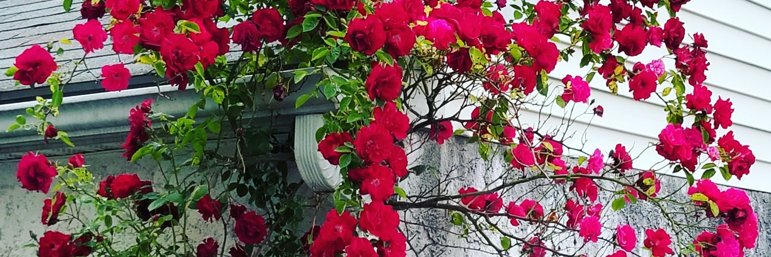 cerwydden's profile banner image