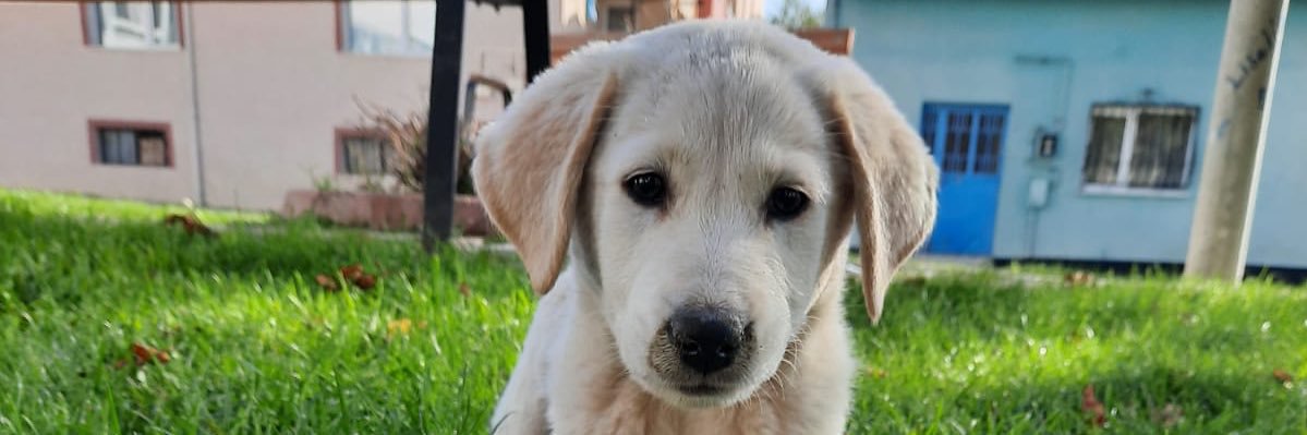 Doğukan Çetinel banner