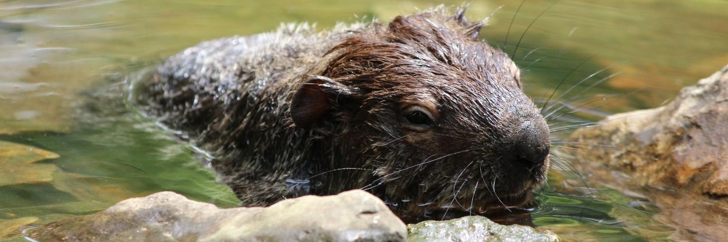 Danelle Haake, PhD banner