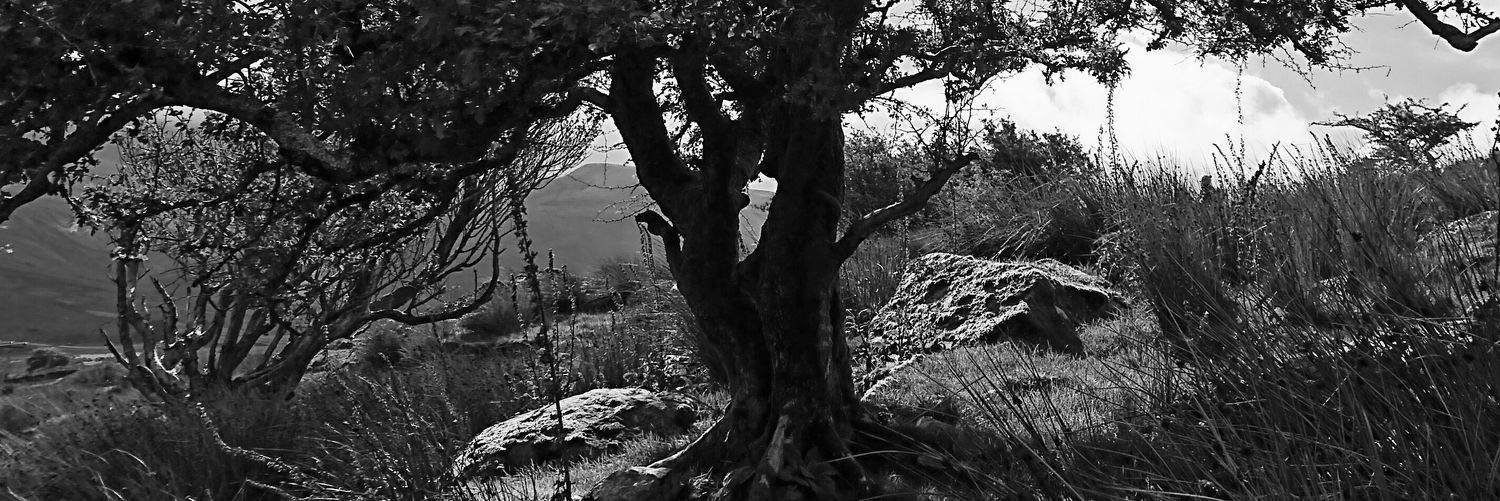 Libby Cutts aka LC Winter banner