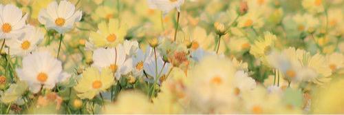 besthyepics's profile banner image