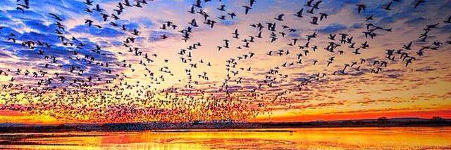 DuckHuntingInc's profile banner image