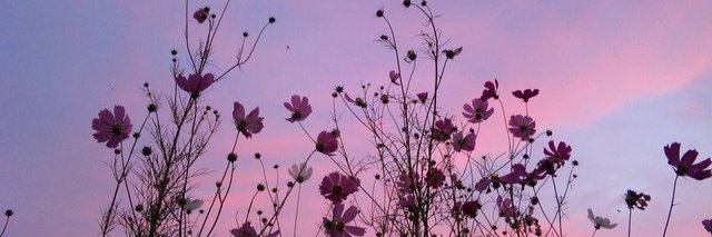 SarleyMoon's profile banner image