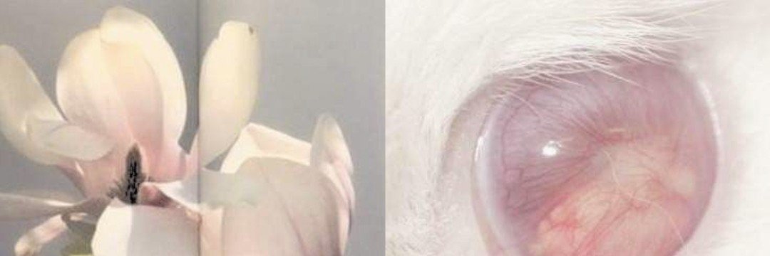 CuratorMinju's profile banner image