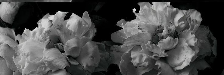 delziver's profile banner image