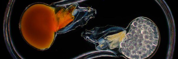 aaasjord Profile Banner