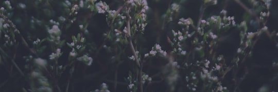 raefined_'s profile banner image