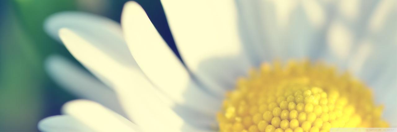 VANshy banner