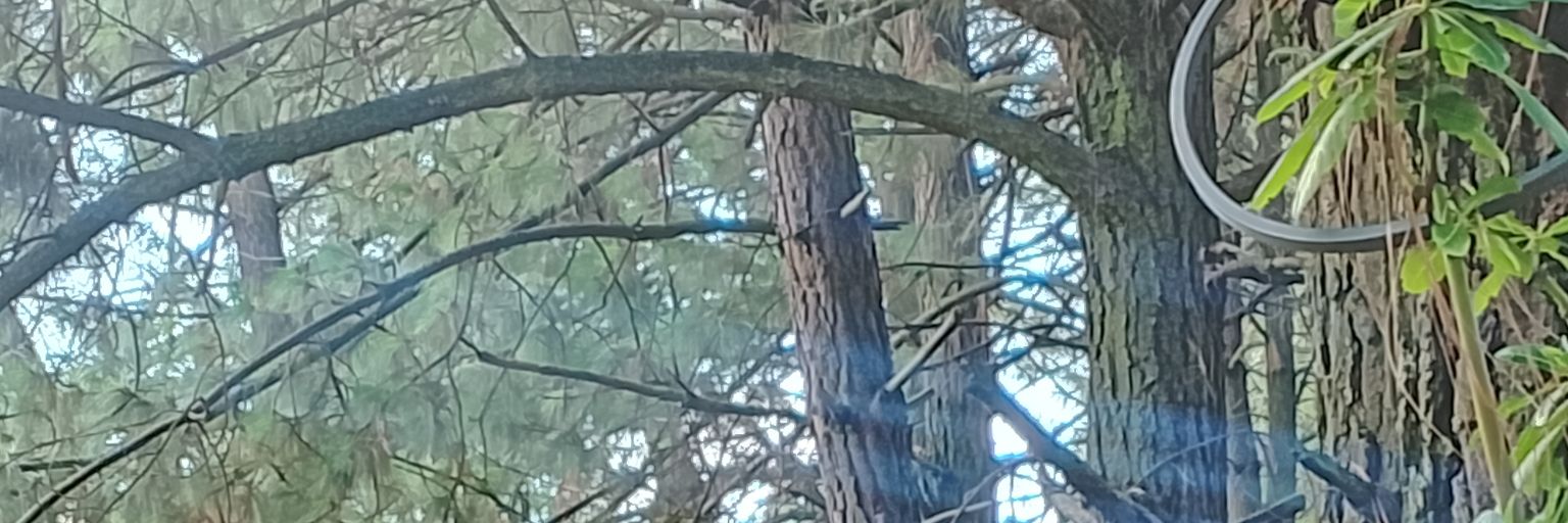 priesca🇲🇽🇨🇴🇪🇦🇩🇪🇮🇹 banner