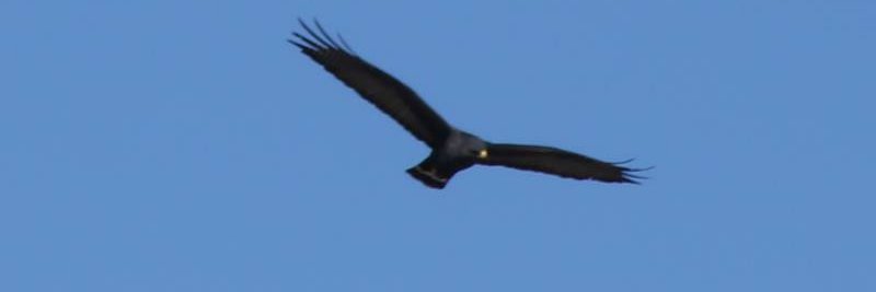 Jeffrey Sondheimer Birdwatcherhawk Po go trainer banner