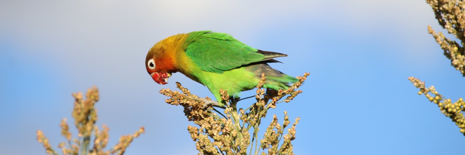 BirdmanKenyan's profile banner image