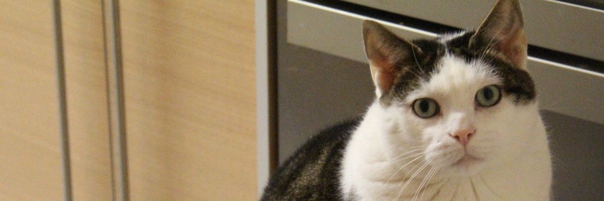 BechelonDepp's profile banner image