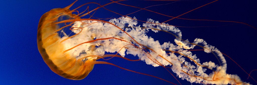 PRASHANT_444's profile banner image