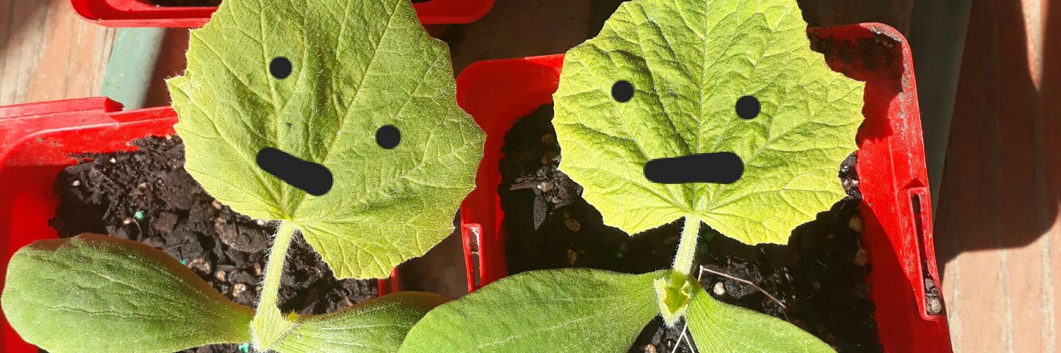 Ladymorepork's profile banner image