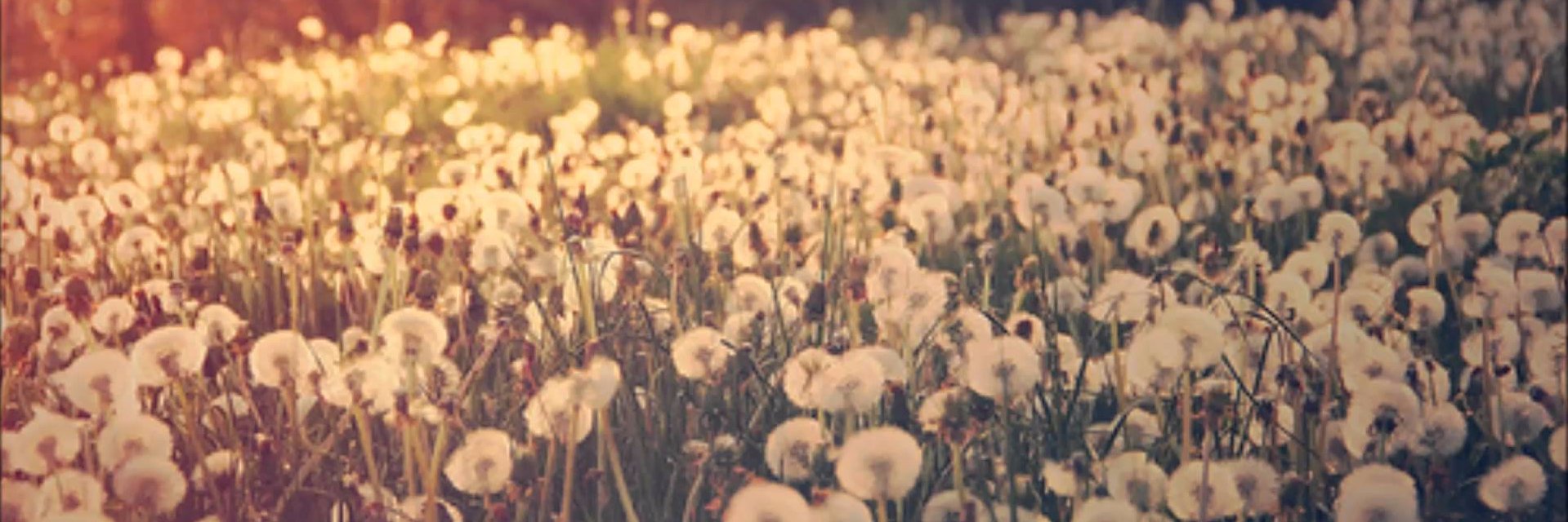 BasaAndrea's profile banner image