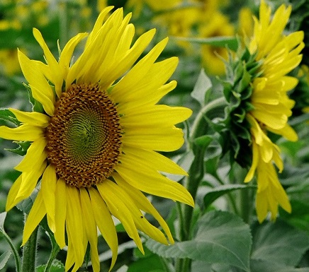 moeder831's profile banner image