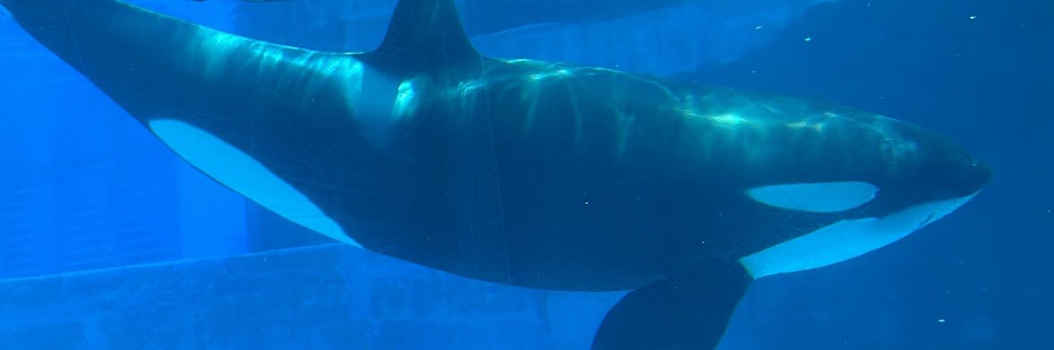 komaru_orca's profile banner image