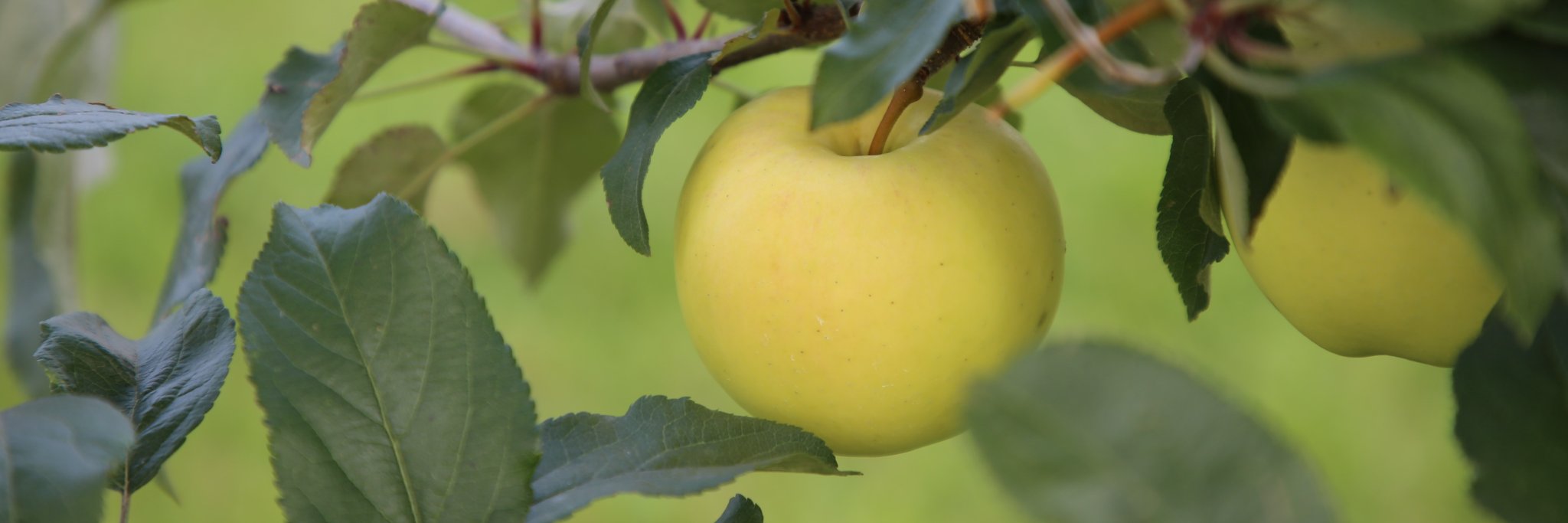 applefarm_cathy's profile banner image