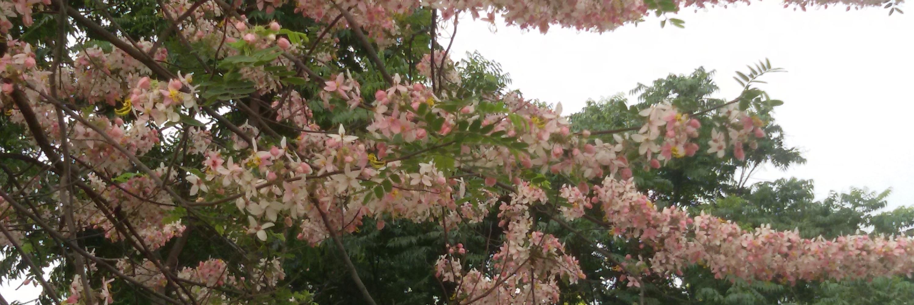 arushi2992's profile banner image