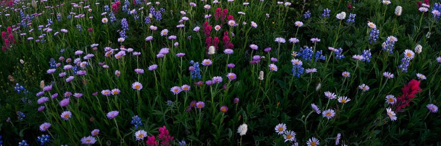 Rachel_McCarty's profile banner image