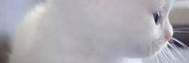 RideYourOwnMelt's profile banner image