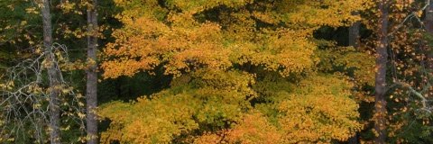 h_palfrey's profile banner image