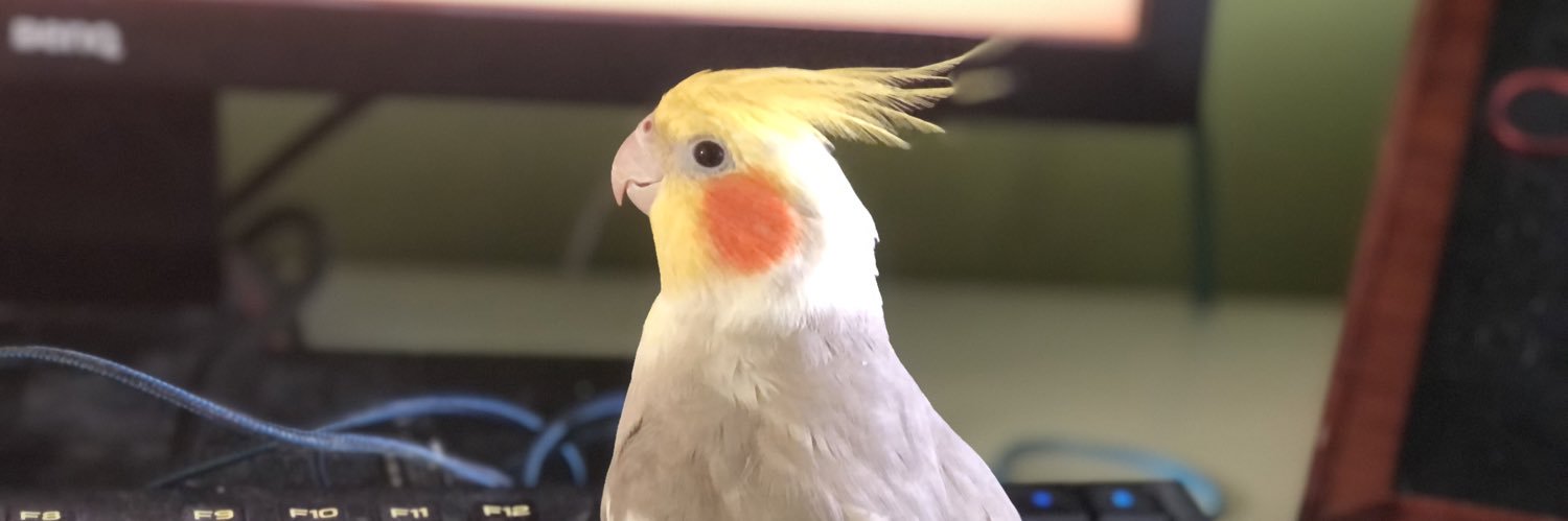 CParrotLady's profile banner image
